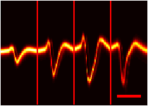 Four adjacent channels with smoothly varying signal amplitude.